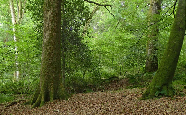 Temperate boreal forest, Petworth, Sussex. 