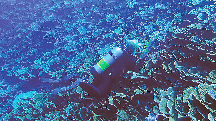 scuba diver looks at reef under water