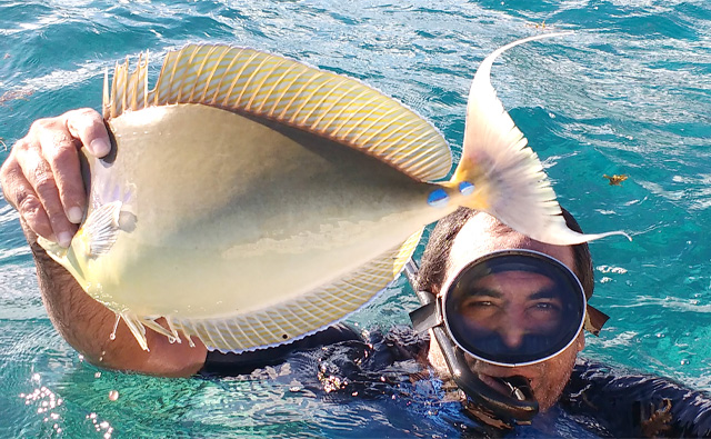 diver holds fish out of the water