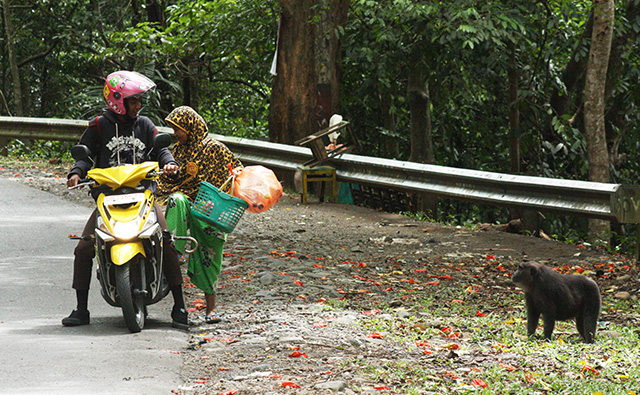 Indonesian couple on scooter parked on side of the road looking at monkey